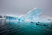 Snorkelling in Antarctica with Aurora Expeditions