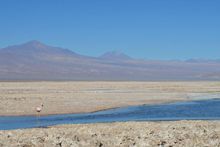 A flamingo on the salt flats. 
