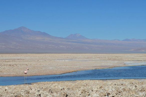 A flamingo on the salt flats. 
