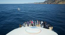 Guests on-board Schouten Passage II have an opportunity to get up close and personal with wildlife.