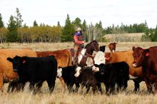 Working the cattle, Historic Reesor Ranch, Saskatchewan