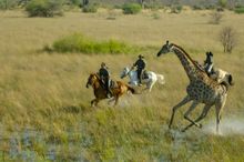 Galloping with giraffes, Okavango Delta, Botswana