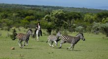 Riding safari, Ant Collection, South Africa