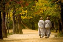 Peace on a Forest Trail