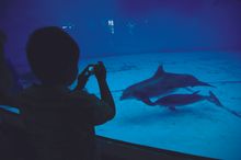 The National Aquarium in Baltimore is Maryland's Most-Visited Attraction in Maryland