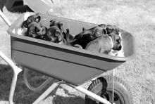 New recruits - future anti-poaching puppies