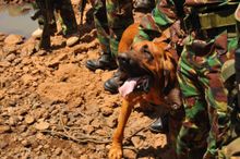 Tipper- anti poaching bloodhound