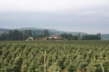 Wonsor Woods, a tree farm B&B in Mt. Hood Territory
