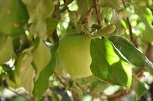 Organic Apple Orchards at Indigeny Reserve
