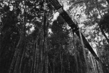 O’Reilly’s famous Tree Top Walk 