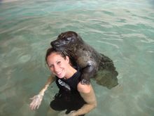 New Seal Swim program at Miami Seaquarium 