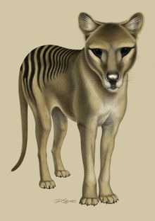 Drawing of a Tasmanian tiger by Tim Squires_Tiger Room_Cradle Mountain Wilderness Gallery