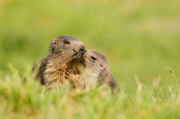 Marmots Marmots