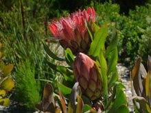 SOUTH AFRICA FLY-CRUISE SAFARI
