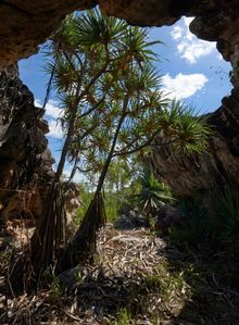 Mount Borradaile, Australia