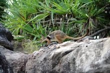 Mount Borradaile, Australia - rock wallaby