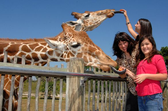 Samburu Giraffe Feeding Station