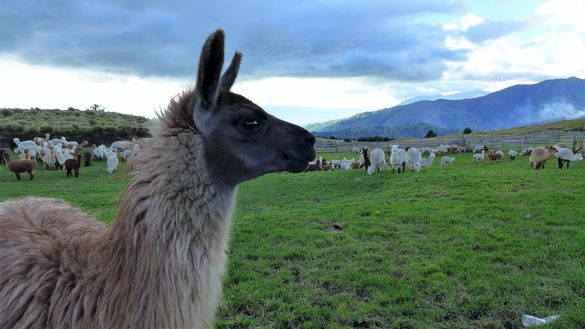 San Rafael, Ecuador - mountain top alpaca farm
