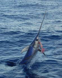 A swordfish leaps on the end of a line during daylight hours while being reeled in by Vic Gaspeny  while fishing off Islamorada 