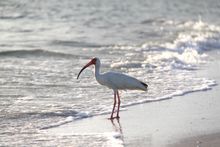 Barefoot Beach Preserve, Bonita Springs, Florida. No. 6 on Dr. Beach Top 10, 2013.