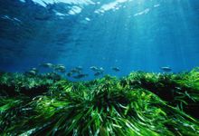 Posidonia
