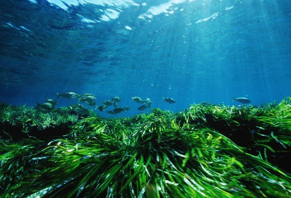 Posidonia
