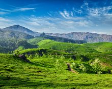 Munnar Tea Plantations, Kerala 