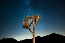 Joshua Tree at night