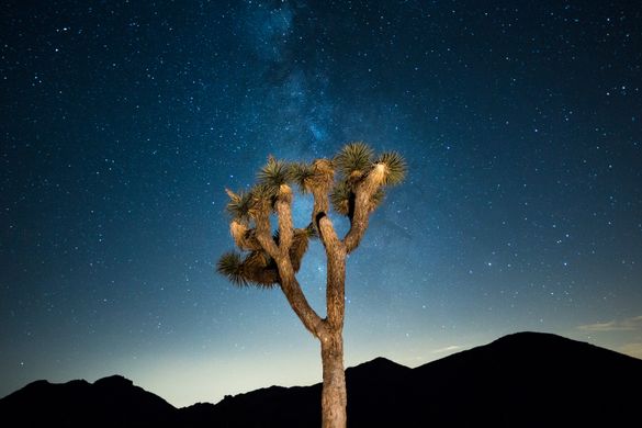 Joshua Tree at night