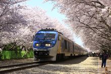 Train through the Cherry Blossoms