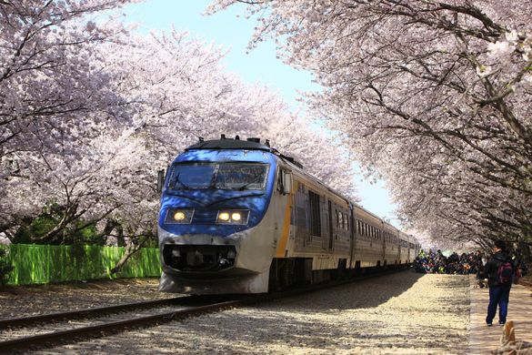 Train through the Cherry Blossoms