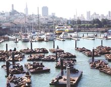 Pier 39