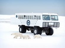 View polar bears on the original Tundra Buggy®