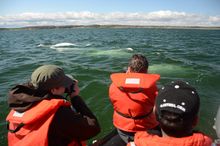 See beluga whales by the hundred during Churchill's colourful summer
