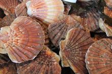 Coquilles Saint-Jacques