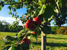 Apples at Le Sap
