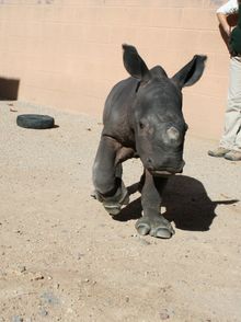 Chopper the White Rhino 