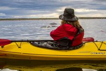 Kayaking with thousands of Beluga Whales in the Churchill River. 
