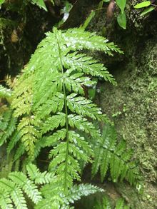 Rainforest detail in the Blue Mountains