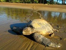 Turtle in Costa Rica
