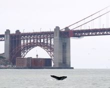 San Francisco Bay