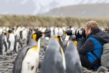 Photographing king penguins in South Georgia
