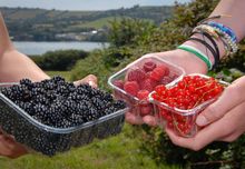 Taste of the Teign, fresh fruit harvested from the fields beside the estuary