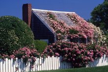 Rose-covered Cottage, 'Sconset