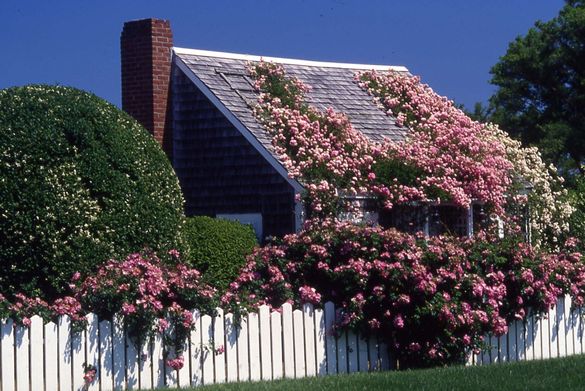 Rose-covered Cottage, 'Sconset