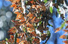 There are two places to marvel at migrating butterflies off the Highway 1 Discovery Route. 