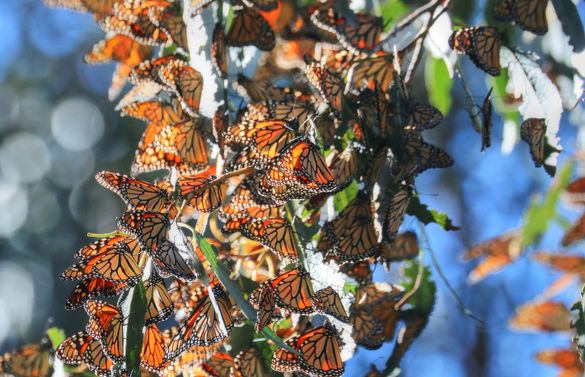 There are two places to marvel at migrating butterflies off the Highway 1 Discovery Route. 