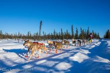 2017 Yukon Quest. Photo by Julien Schroder