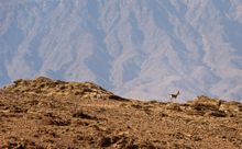 Dhohfar, Eastern Coast - credit Oman Ministry of Tourism 