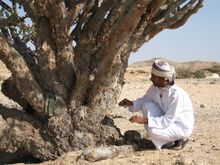 UNESCO Frankincense Tree